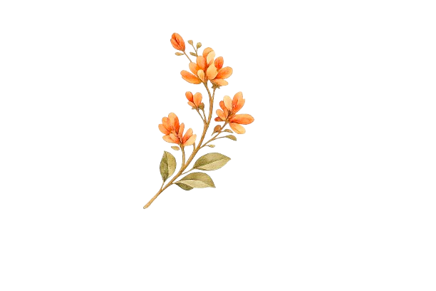 Decoration